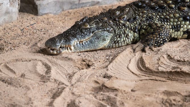 Hagenbecks Zoo gets more Nile crocodiles