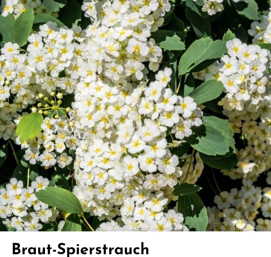 Heimische Alternative zum Sichtschutz?