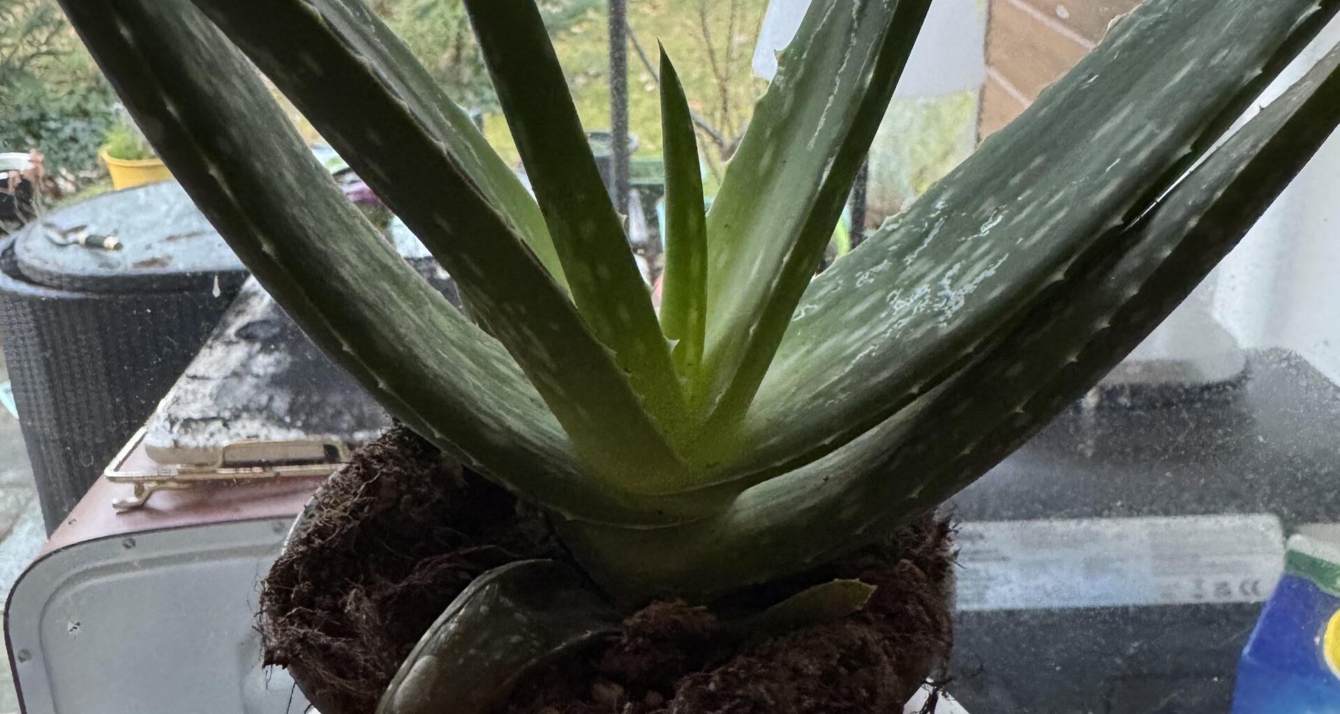 Aloe Vera übergossen?