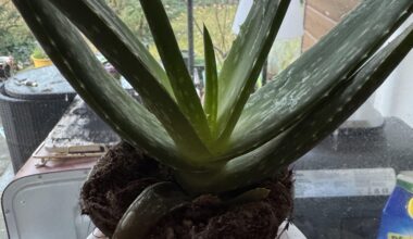 Aloe Vera übergossen?