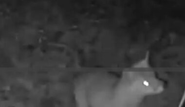 Was läuft da durch meinen Garten?