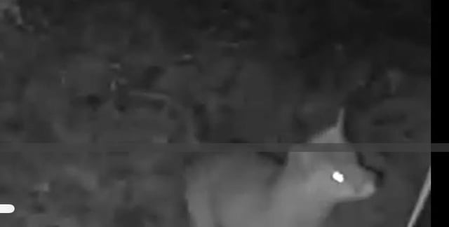 Was läuft da durch meinen Garten?