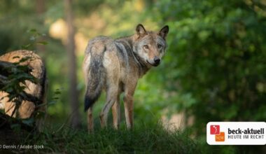 Zu Unrecht: Wölfin wegen Sex mit Hofhund erschossen