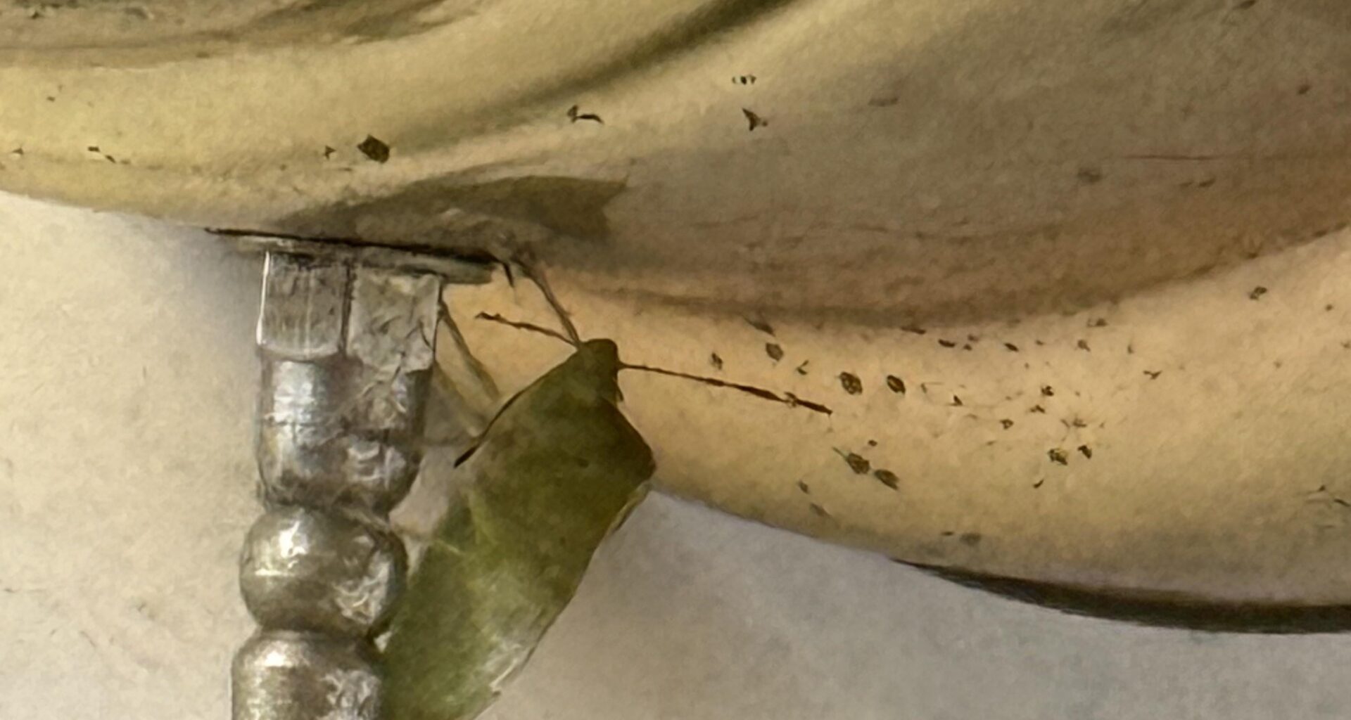 Wann Stinkwanze nach draußen bringen.