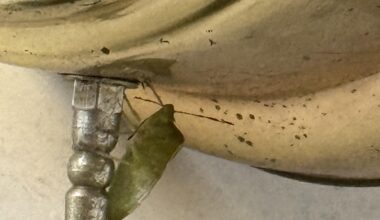 Wann Stinkwanze nach draußen bringen.