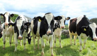 State of Emergency Declared in Slovakia Due to Foot-and-Mouth Disease