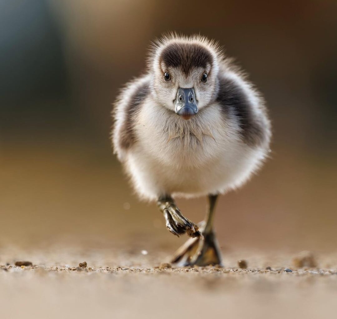 Gosling season has started! Visit your local pond/royal park to catch a glimpse