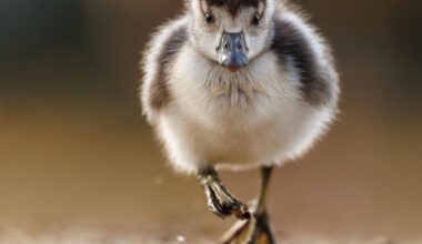 Gosling season has started! Visit your local pond/royal park to catch a glimpse