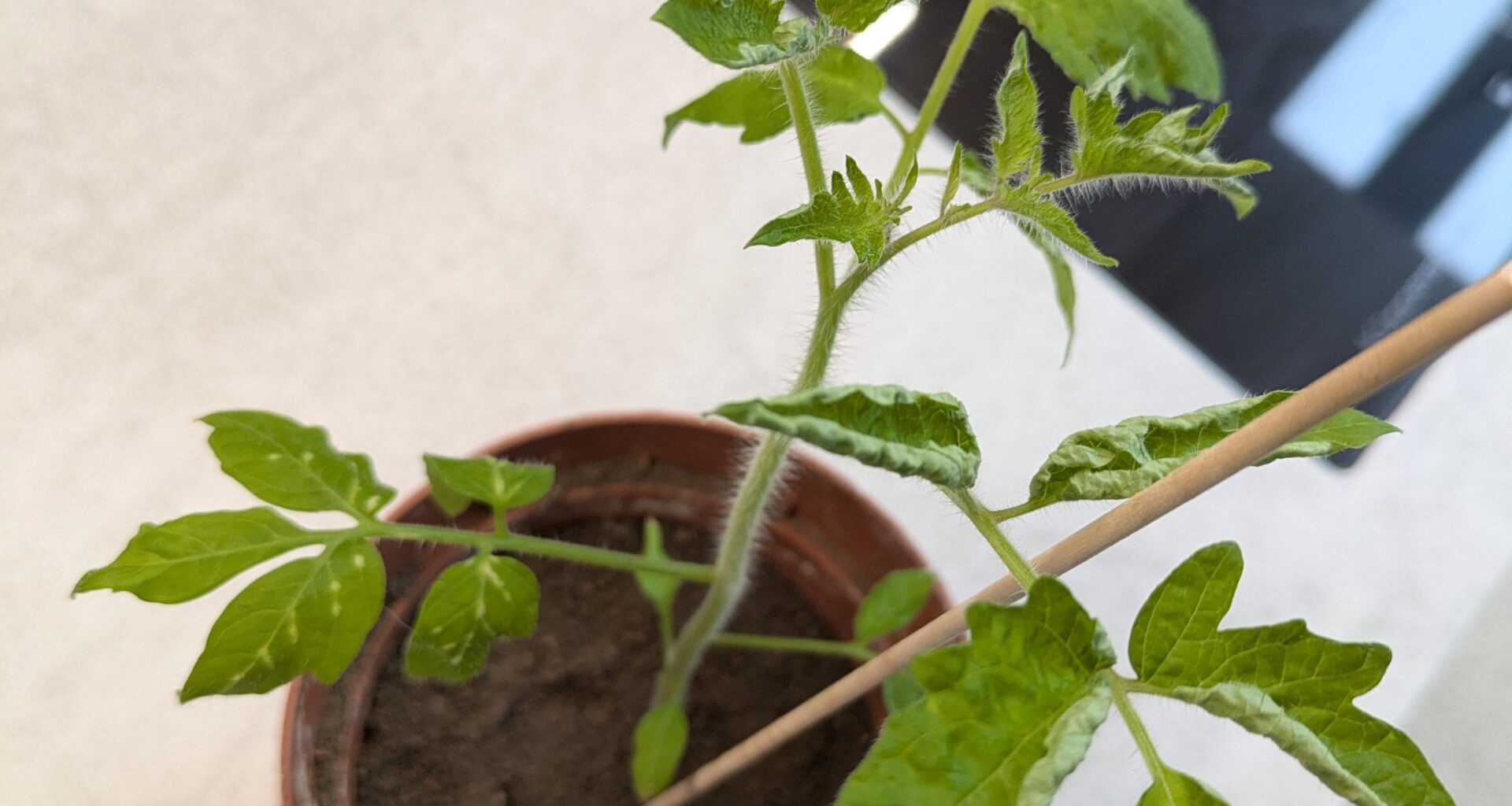 Was hat meine Tomate?