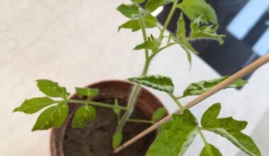 Was hat meine Tomate?