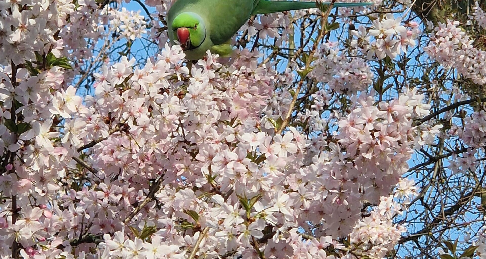 Parakeets of London