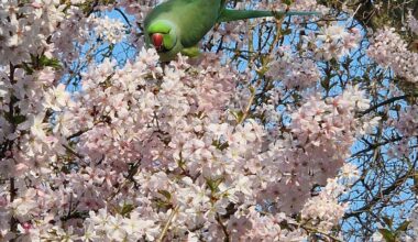 Parakeets of London