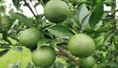 Many people get benefits from malta farming in Rajshahi 