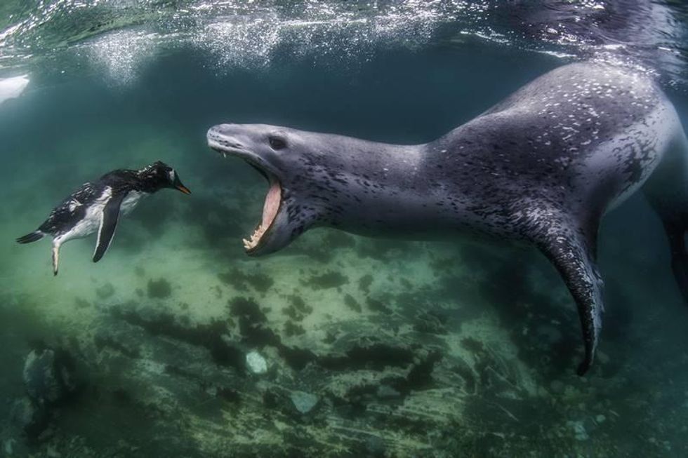 leopard seal, penguin, nature photography