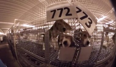 Dogs of science; Wisconsin puppy mill could face criminal charges