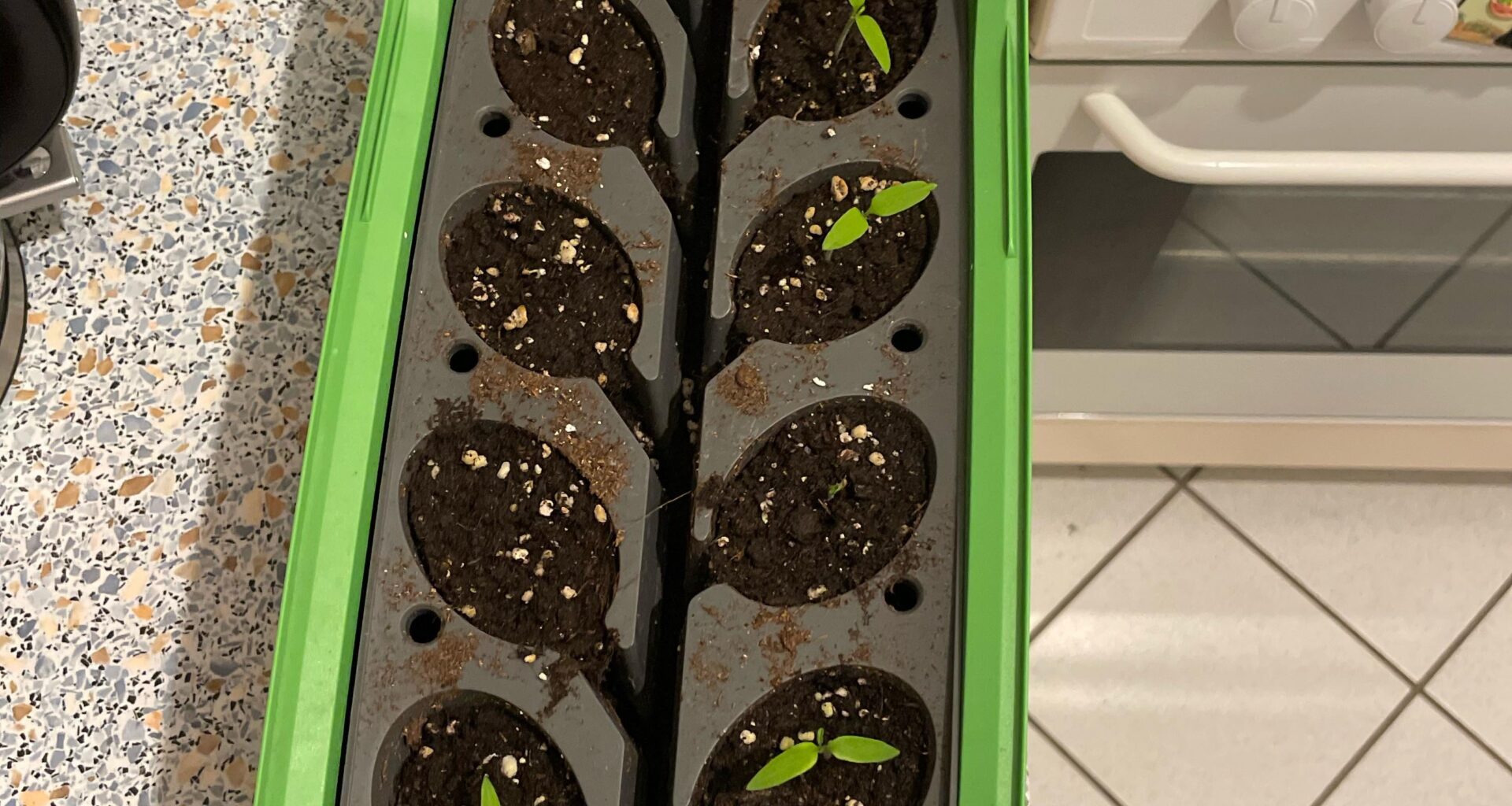 Erster Tomaten-Anbau: Umtopfen, Erde und nächste Schritte