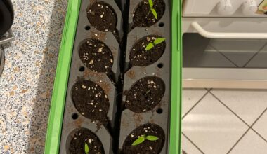 Erster Tomaten-Anbau: Umtopfen, Erde und nächste Schritte