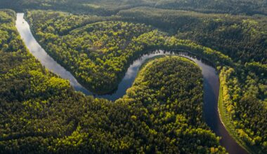 Amazon Rainforest Cleared for Climate Conference