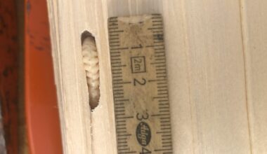 Wer wohnt in meinem Brennholz?