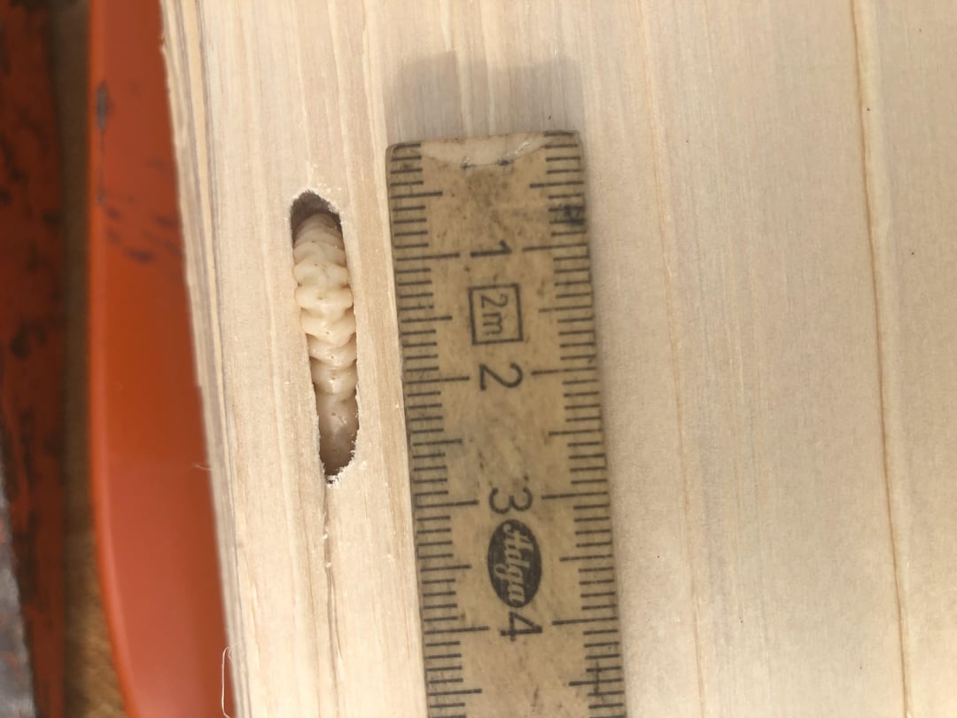 Wer wohnt in meinem Brennholz?