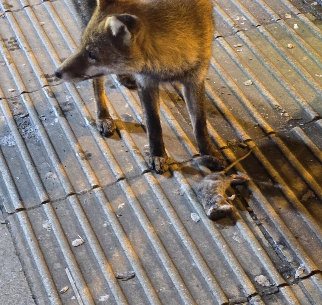 Nearly walked into this lil' guy at 3am near Euston as he chowed down on a rat. He was completely unbothered, in his lane, moisturised, focused, flourishing.