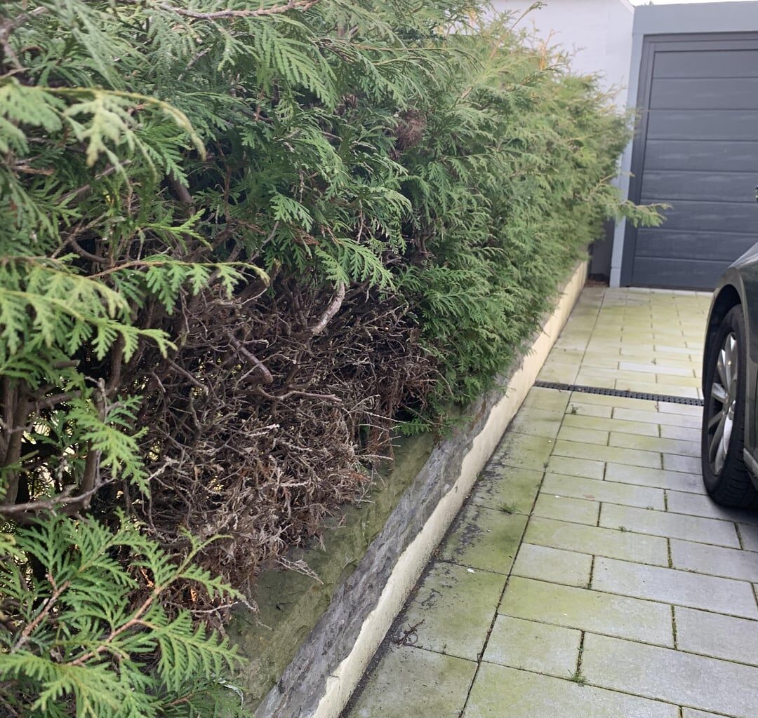 Hecke schneiden