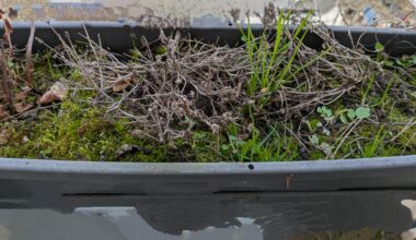 Blumenkasten lag 1 Jahr lang brach. Erde austauschen oder einfach umgraben / recyceln? Da sollen wieder Blumen wachsen...