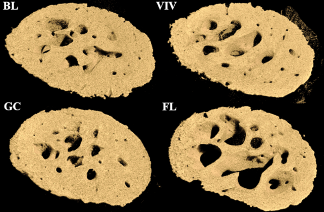 Astronaut Mice Femoral Head