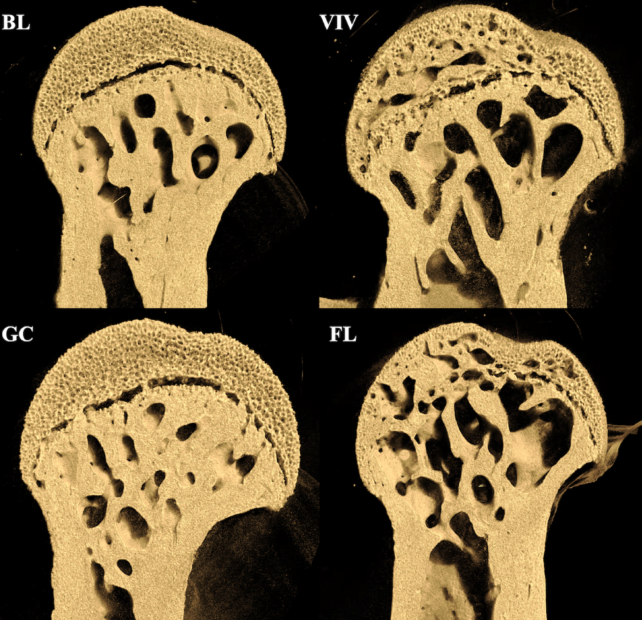 Femur Astronaut Mice