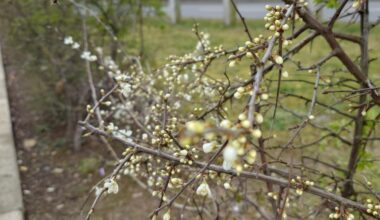 Flowering outside Lidl Antrim, spring on the way.