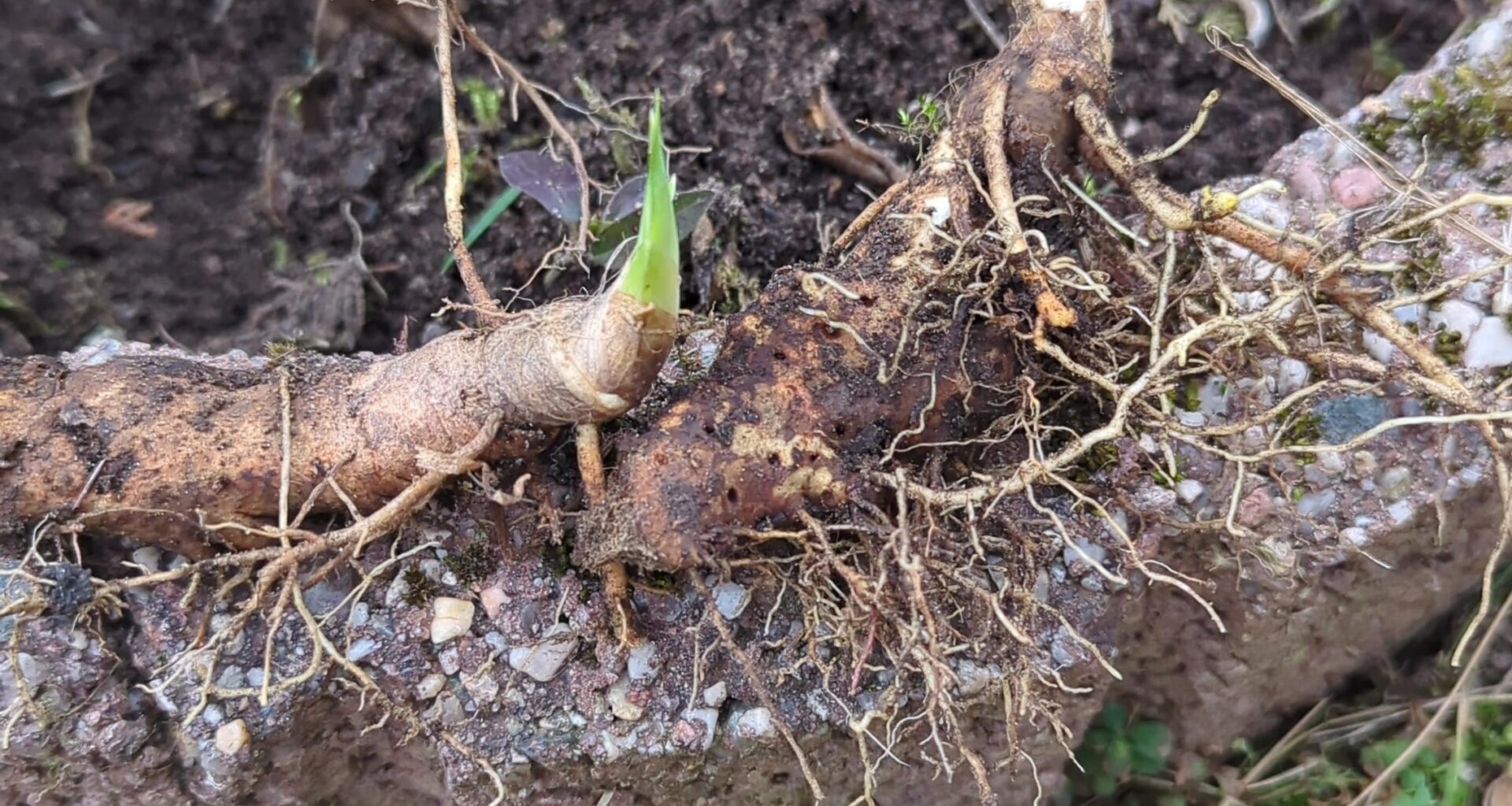 Beim Beete durch lockern gefunden