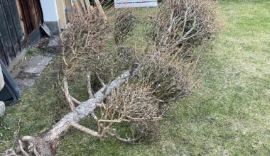 Was ist das für ein Baum?