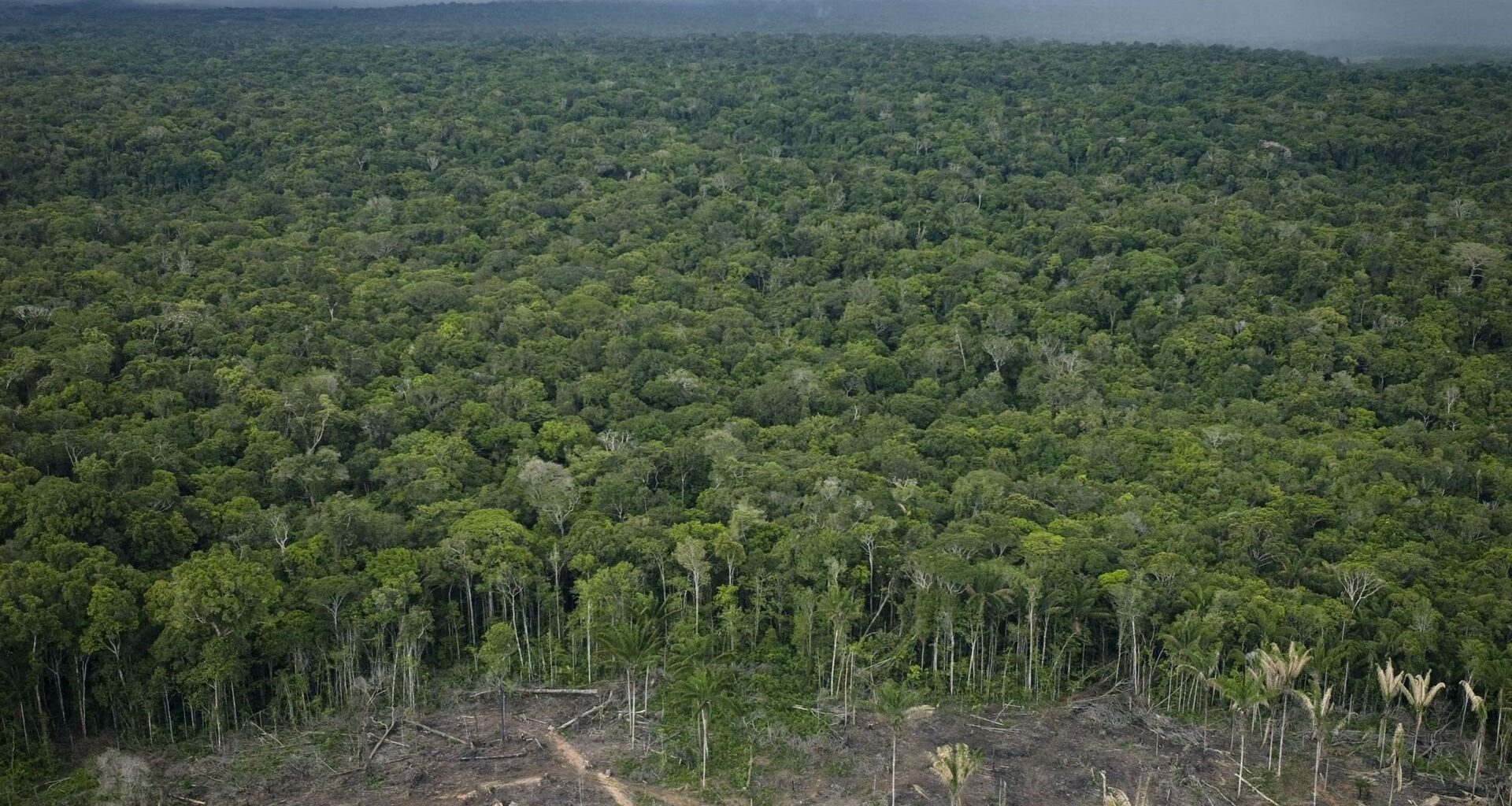 Climat : une partie de la forêt amazonienne abattue pour construire une autoroute en vue de la COP30