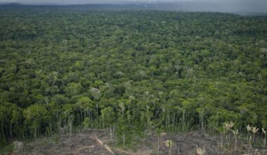Climat : une partie de la forêt amazonienne abattue pour construire une autoroute en vue de la COP30