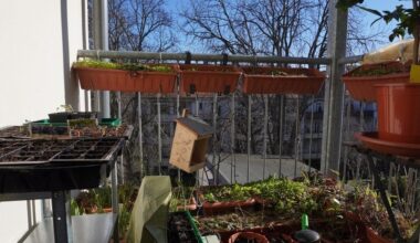 Micro Balcony Garden Journal 2025 - Mar 9 / マイクロバルコニーの記録 / In englisch, ist aber trotzdem interessant, was auf kleinstem Raum so geht.