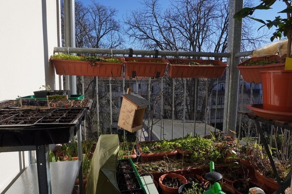 Micro Balcony Garden Journal 2025 - Mar 9 / マイクロバルコニーの記録 / In englisch, ist aber trotzdem interessant, was auf kleinstem Raum so geht.