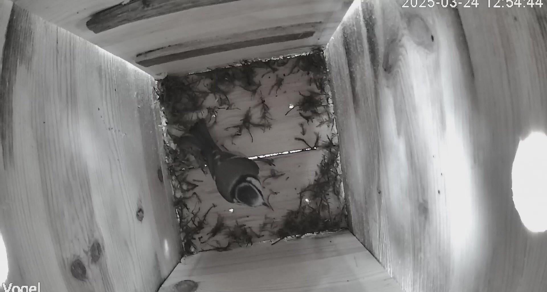 Ich habe einen Vogel und bin stolz wie Bolle.