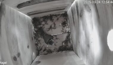 Ich habe einen Vogel und bin stolz wie Bolle.