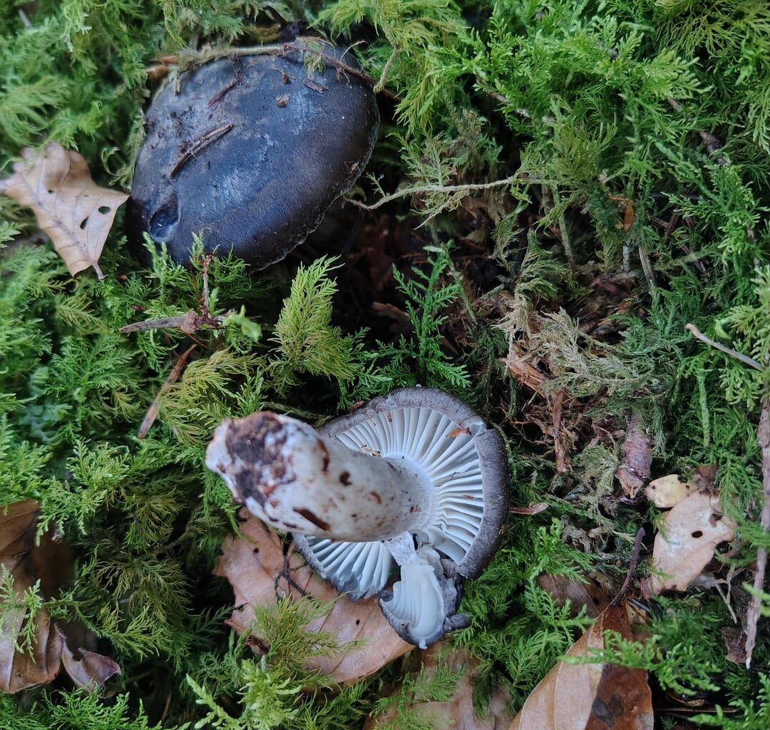 Einfach weil ich mich so über den Fund gefreut habe zeige ich ihn auch hier: Hygrophorus marzuolus, der erste Symbiosepilz des Jahres im Wald und ein Anzeiger für selten gewordene, naturnahe Mittelgebirgsnadelwälder