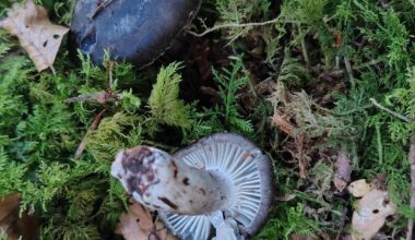 Einfach weil ich mich so über den Fund gefreut habe zeige ich ihn auch hier: Hygrophorus marzuolus, der erste Symbiosepilz des Jahres im Wald und ein Anzeiger für selten gewordene, naturnahe Mittelgebirgsnadelwälder