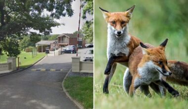 Golf club branded ‘inhumane’ after admitting ‘unauthorised’ fox shootings on its course