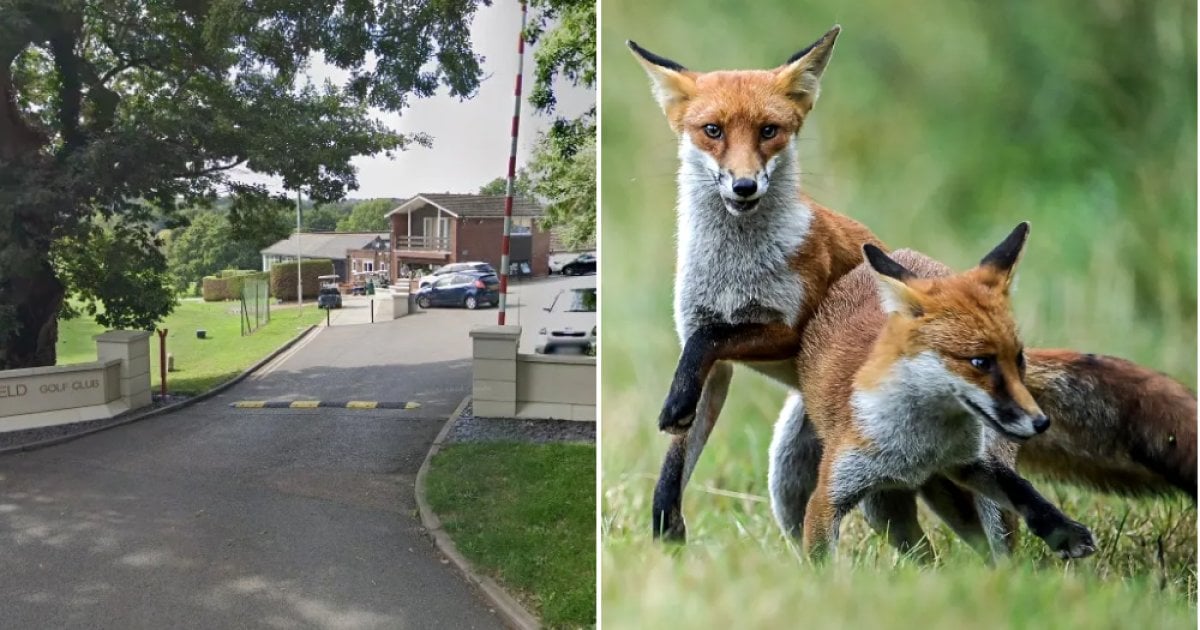 Golf club branded ‘inhumane’ after admitting ‘unauthorised’ fox shootings on its course