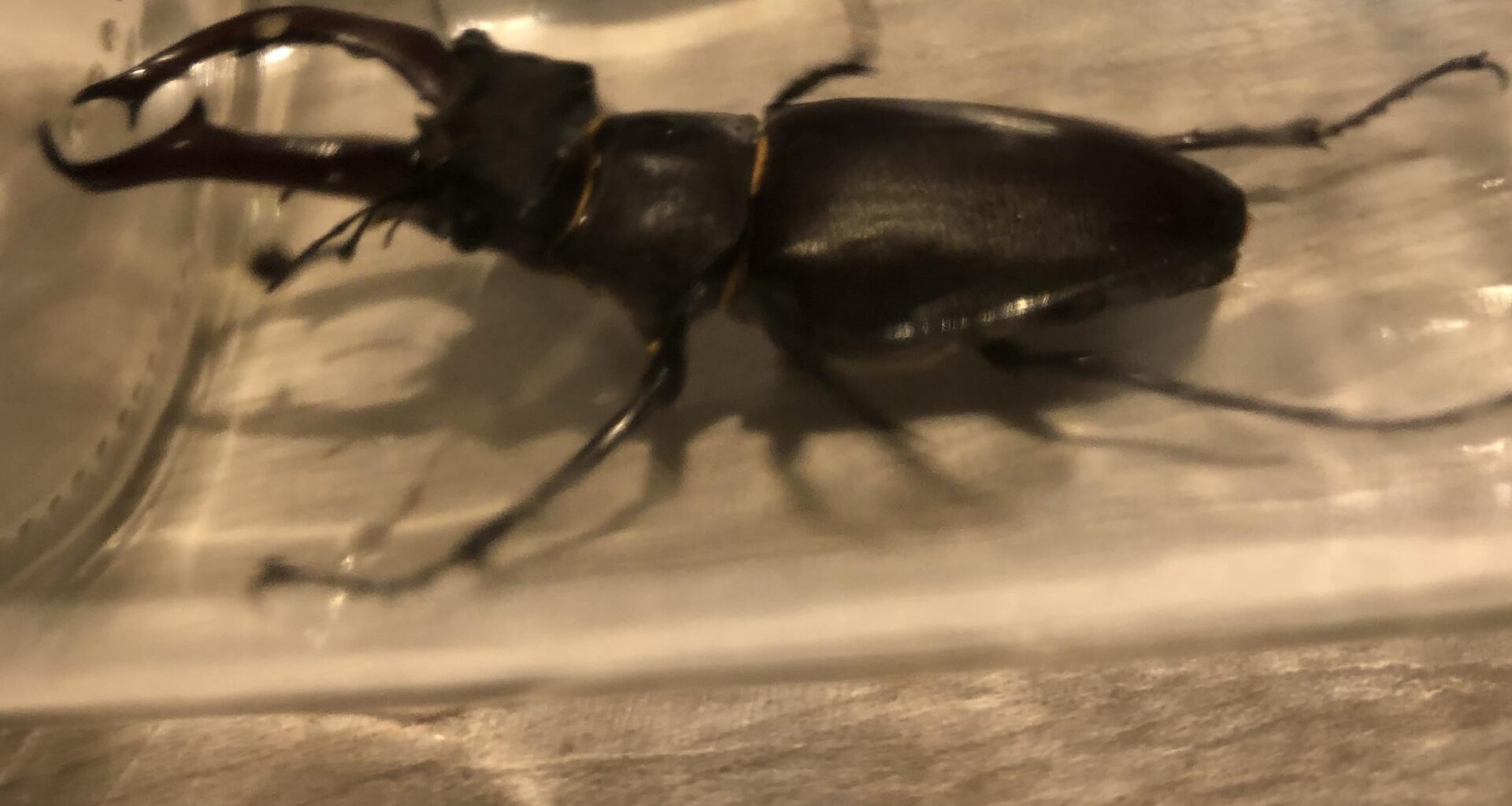 Brrrbrrrr ein Brummerchen aus letztem Sommer