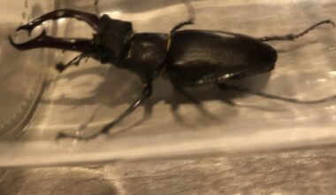 Brrrbrrrr ein Brummerchen aus letztem Sommer