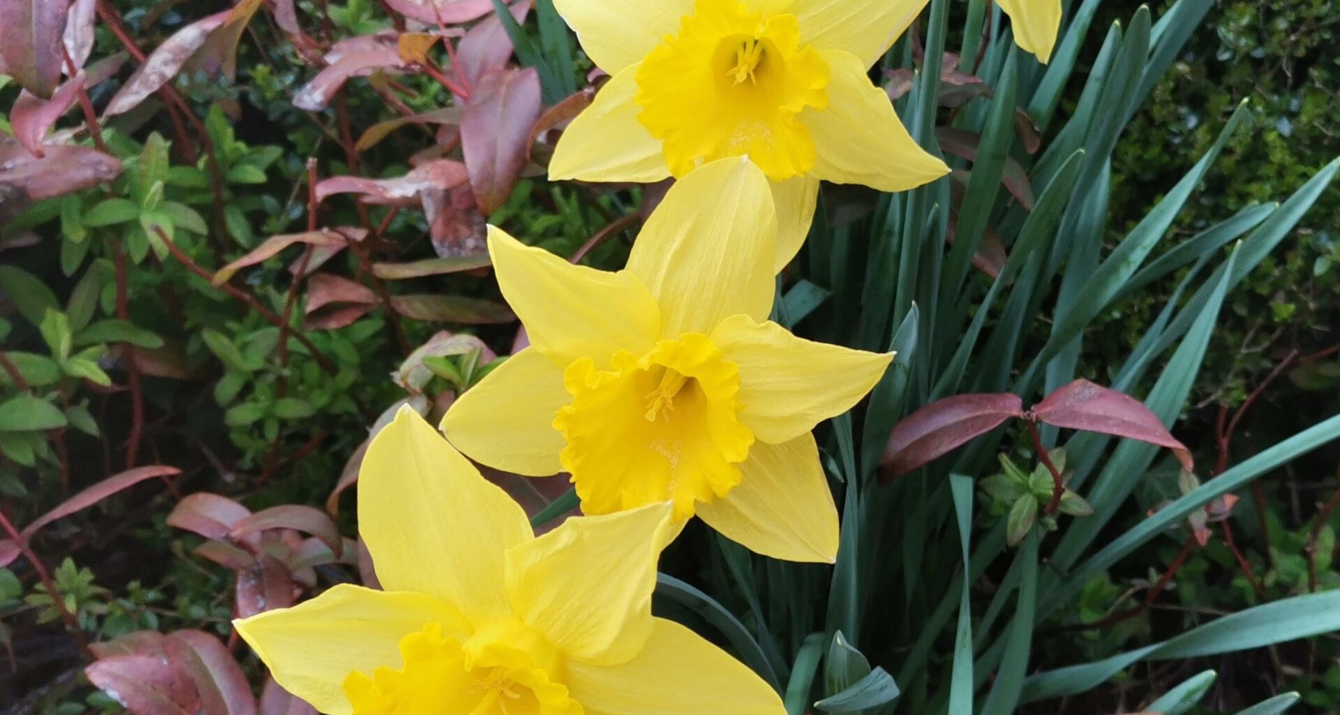 Beautiful Spring in Cymru