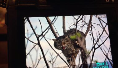 Europäische Wildkatze?