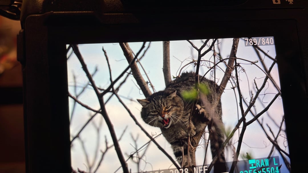 Europäische Wildkatze?