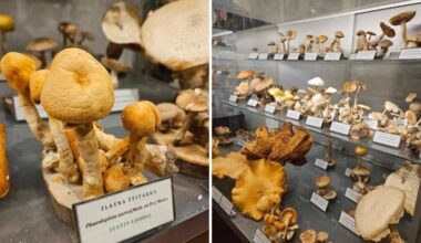 Is the world’s largest collection of freeze-dried mushrooms in Croatia facing destruction?