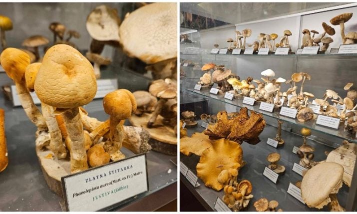 Is the world’s largest collection of freeze-dried mushrooms in Croatia facing destruction?