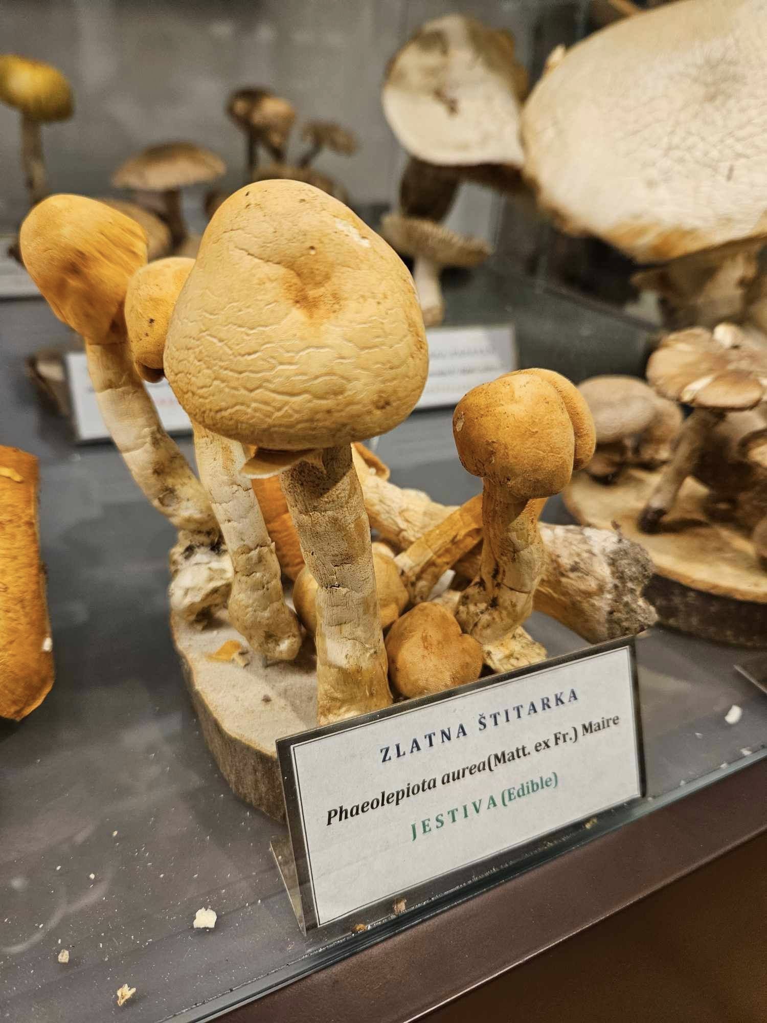 Mushroom Museum Zagreb
